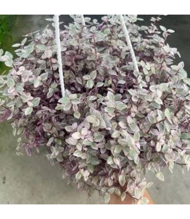 HB Wandering Jew 'Pink Panther' 10" Hanging Basket