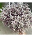 HB Wandering Jew 'Pink Panther' 10" Hanging Basket