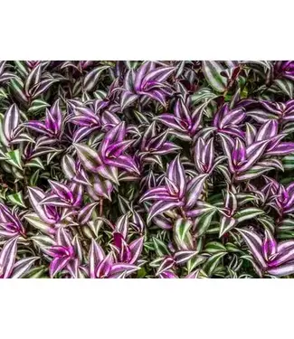 Wandering Jew 'Zebrina' HB 10"