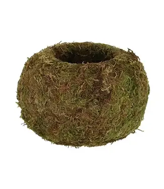 Kokedama Ball- Medium
