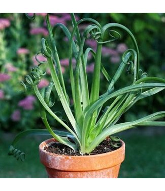 ALBUCA FRIZZLE SIZZLE 1G