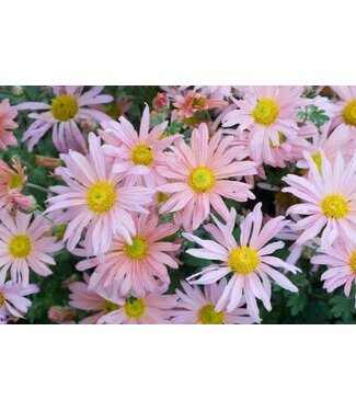 CHRYSANTHEMUM CLARA CURTIS 1G