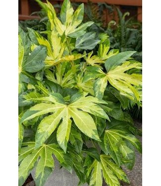 FATSIA CAMOUFLAGE 1G