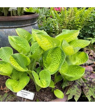 HOSTA RAINFOREST SUNRISE