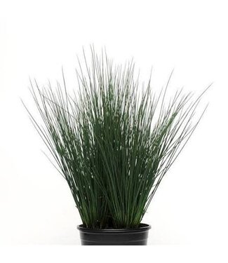 JUNCUS BLUE DART 1G