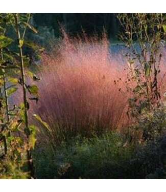 MUHLENBERGIA RUBY (Ruby Muhly Grass) 1G