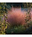 MUHLENBERGIA RUBY (Ruby Muhly Grass) 1G