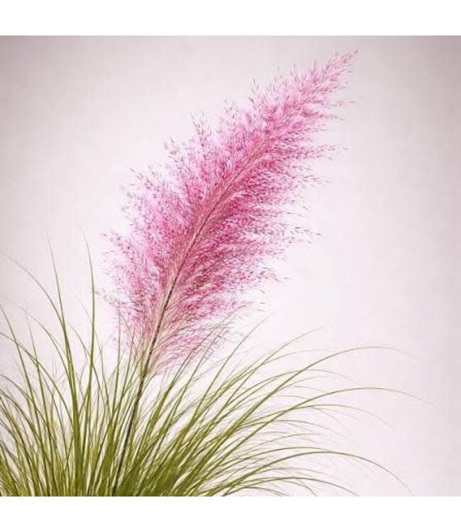 MUHLENBERGIA RUBY (Ruby Muhly Grass) 1G