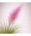 MUHLENBERGIA RUBY (Ruby Muhly Grass) 1G
