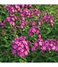 The Plant Shoppe Phlox Asst 1G