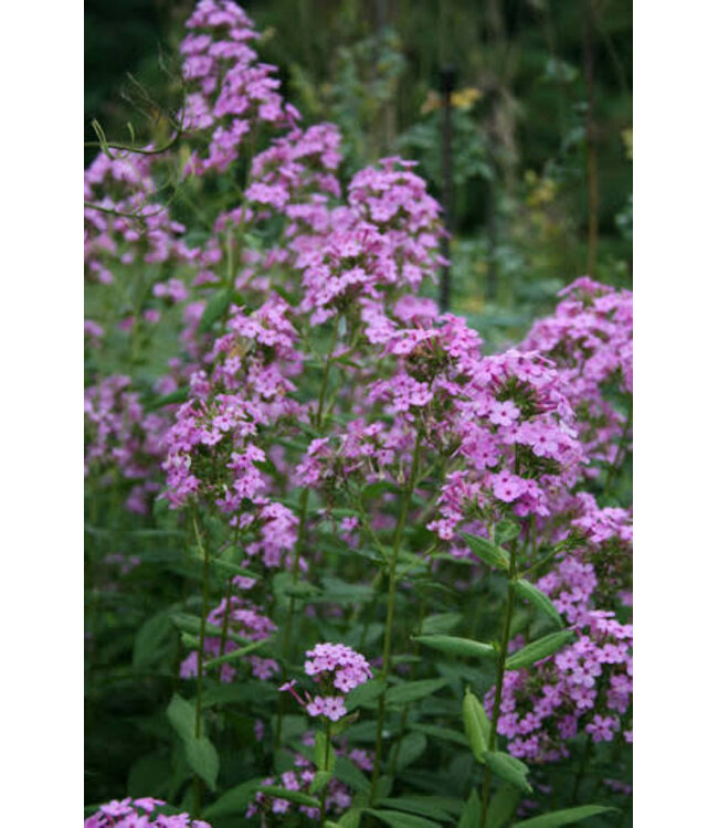 The Plant Shoppe Phlox Asst 1G