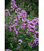 The Plant Shoppe Phlox Asst 1G