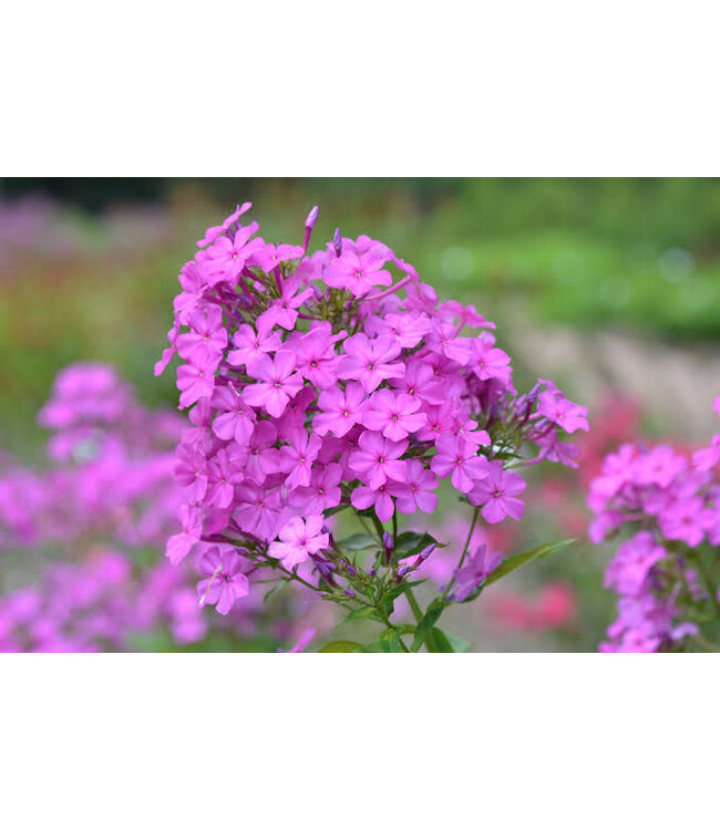 The Plant Shoppe Phlox Asst 1G
