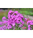 The Plant Shoppe Phlox Asst 1G