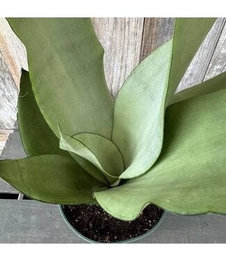 Sansevieria-Moonshine 1G