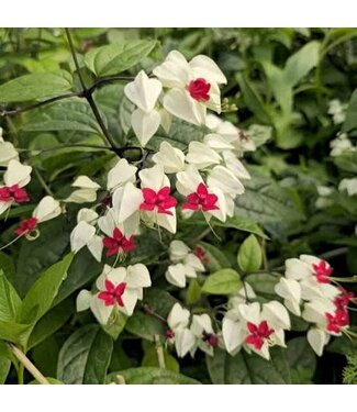 HB BLEEDING HEART WHITE 10in Hanging Basket