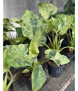 ALOCASIA ODORA BATIK VGTD 10"