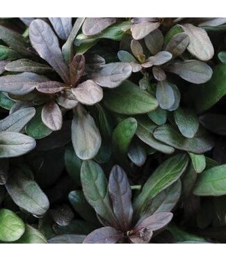Ajuga Chocolate Chip 4 inch