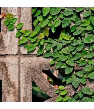Ficus Repens Green Fig Vine 4"