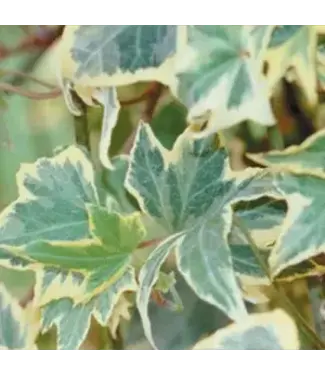 Ivy, English Yellow Ripple 4 inch