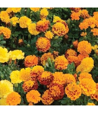 Marigold Hot Pak Asst Colors 4"
