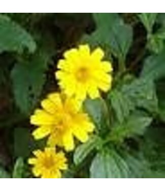 WEDELIA TRAILING YELLOW 4"
