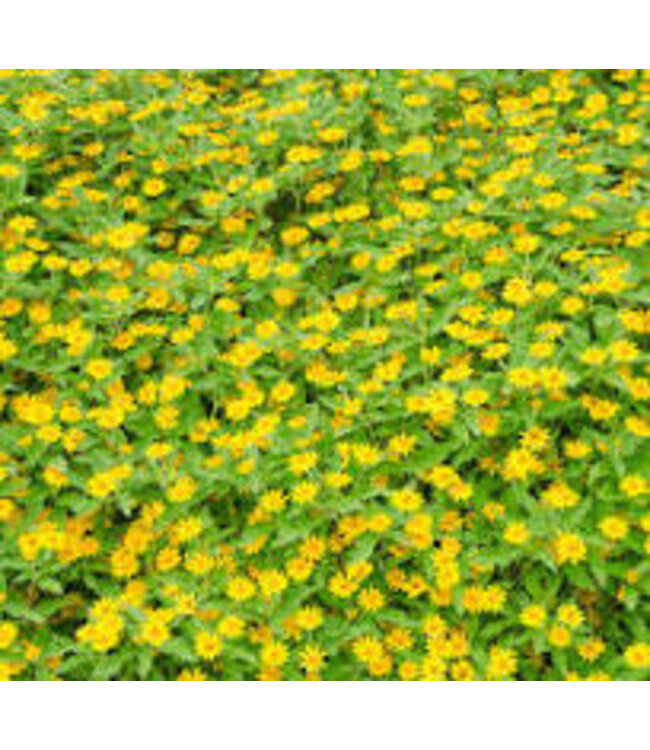 WEDELIA TRAILING YELLOW 4"