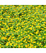 WEDELIA TRAILING YELLOW 4"