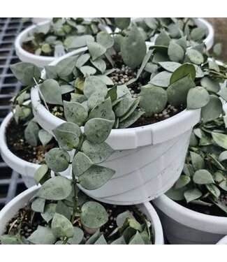 HB HOYA ARTIC 8" hanging basket