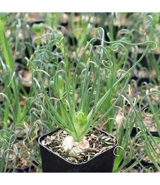 ALBUCA FRIZZLE SIZZLE 1QT