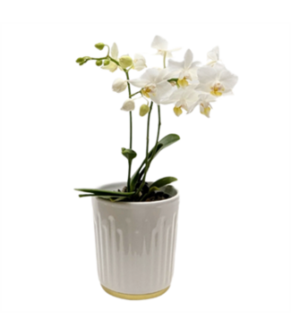 Phal. Piccola Wild Orchid in Ceramic 3.5"