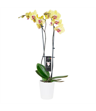 5" Phal. Magnifica Double Spike Orchid in Ceramic