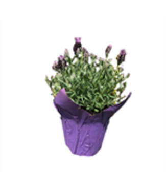 Lavender Flowering 4"