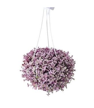 HB Wandering Jew 'Pink Panther' 5" Hanging Basket