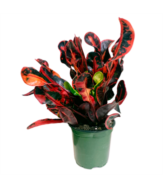 Croton Mammy 4" indoor