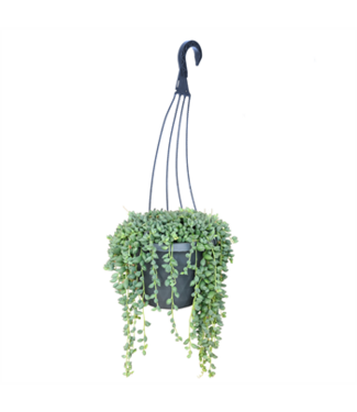 HB 5" Assorted Succulent String Hanging Baskets