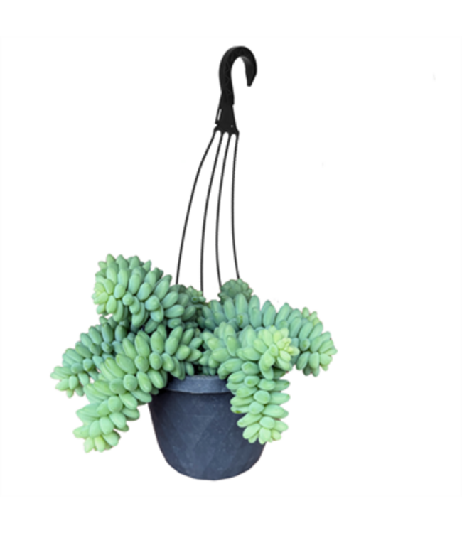 HB 5" Assorted Succulent String Hanging Baskets