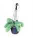 HB 5" Assorted Succulent String Hanging Baskets