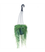 HB 5" Assorted Succulent String Hanging Baskets
