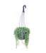 HB 5" Assorted Succulent String Hanging Baskets