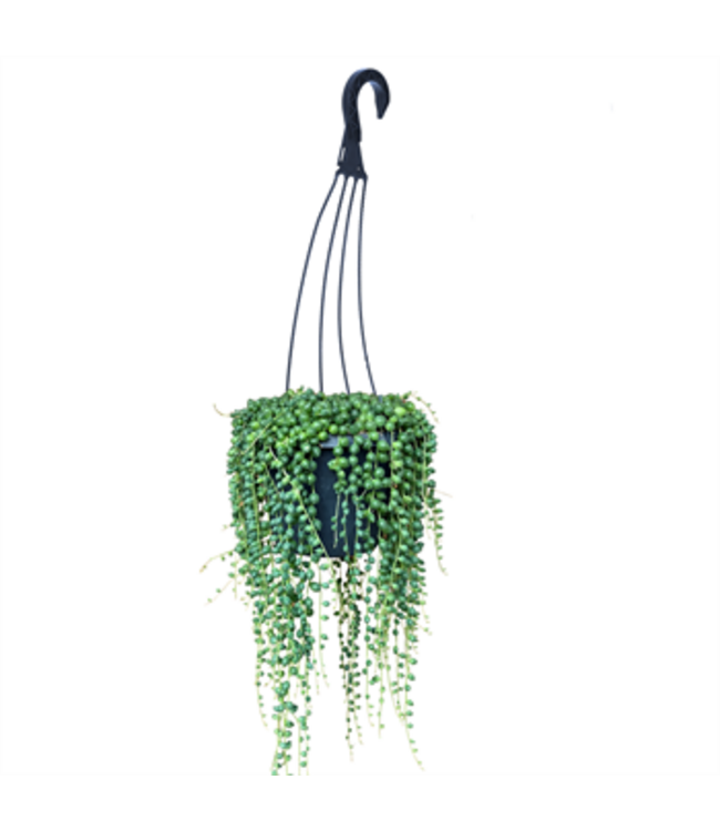 HB 5" Assorted Succulent String Hanging Baskets