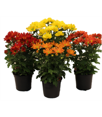Mum 4.5"