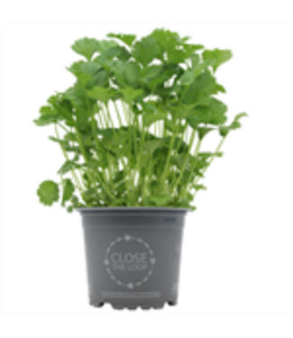 Herb Cilantro 4.5"