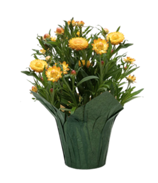 Bracteantha (strawflower) 6"