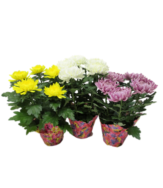 Commercial Chrysanthemum 6"