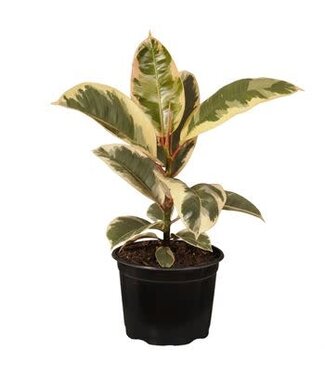 Ficus Tineke 10"