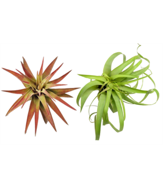 Premium Tillandsia , Large (Air Plant) Assorted