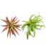 Premium Tillandsia , Large (Air Plant) Assorted