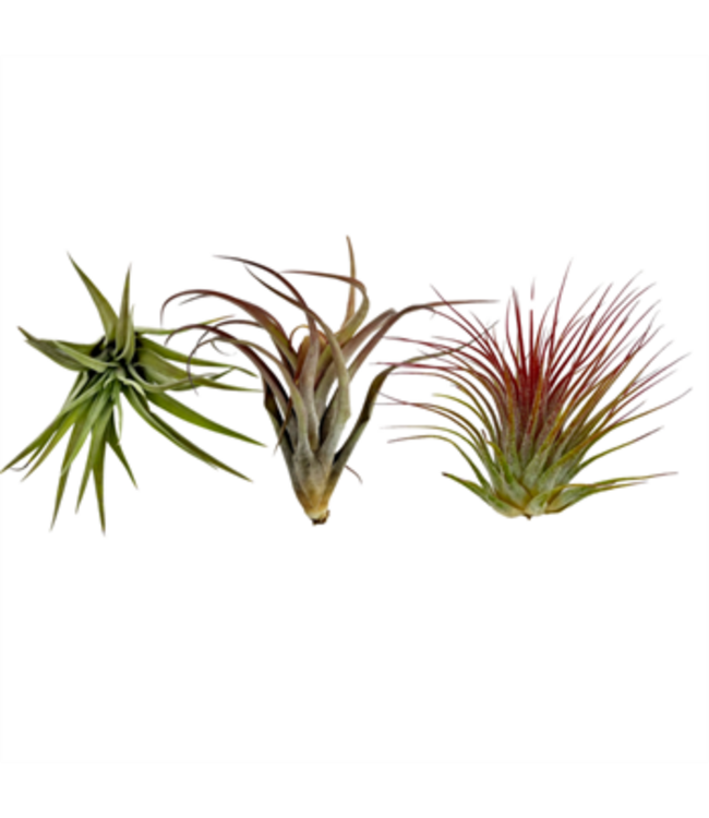 Premium Tillandsia , Large (Air Plant) Assorted
