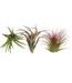 Premium Tillandsia , Large (Air Plant) Assorted